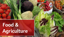 Food and Agriculture